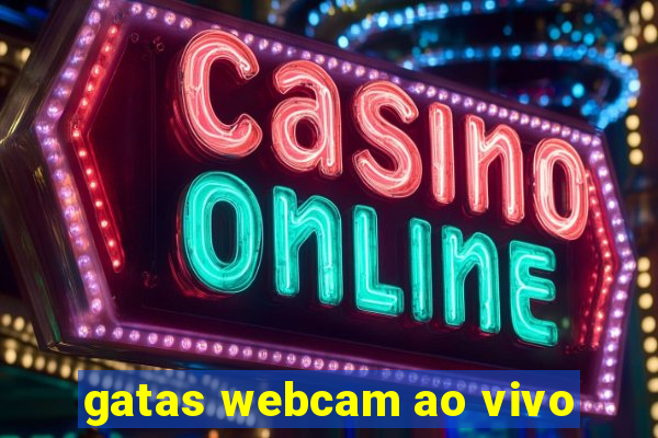 gatas webcam ao vivo